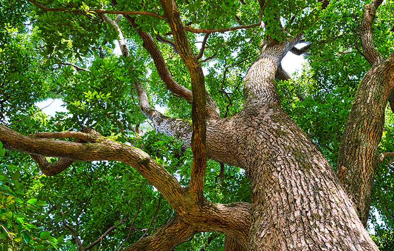 樹木の生きた証。