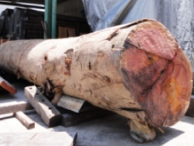 ケヤキの原木です。製材の順番待ちです。